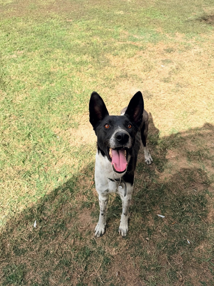 Trueno, perro rescatado de Instinto AC