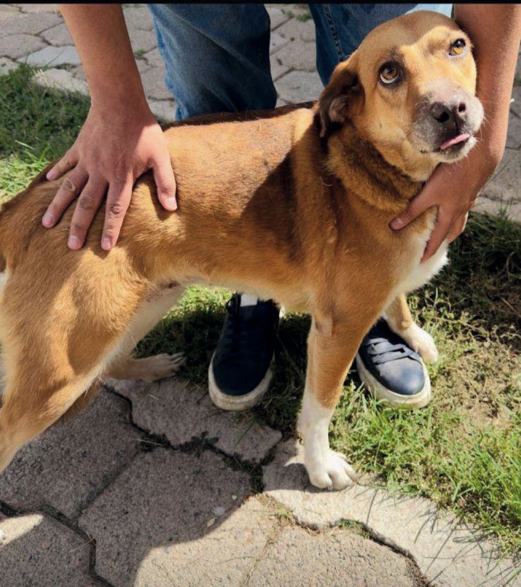 Xóchitl, perro rescatado de Instinto AC