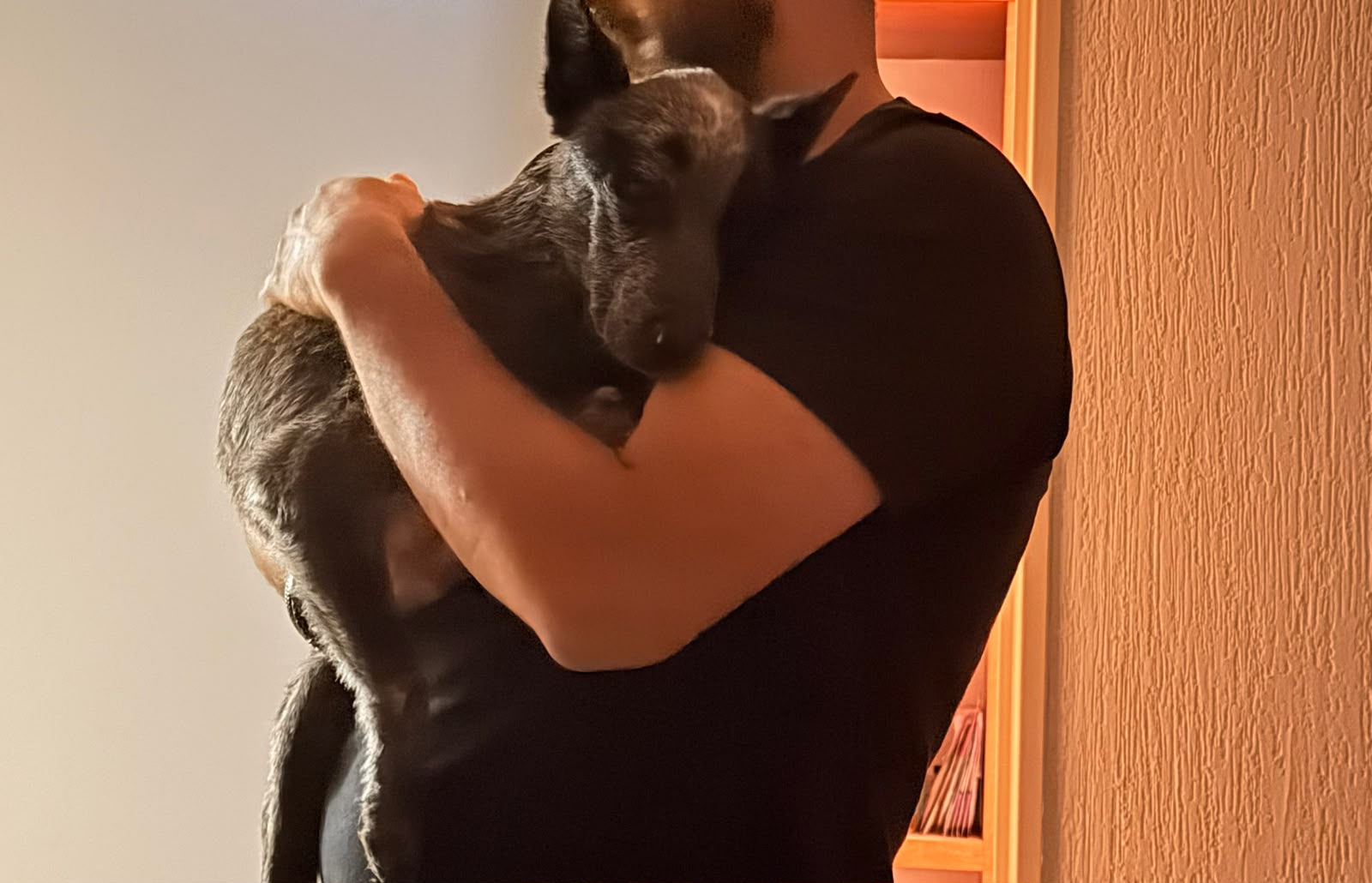 Koda acompañada mientras recibe cuidados