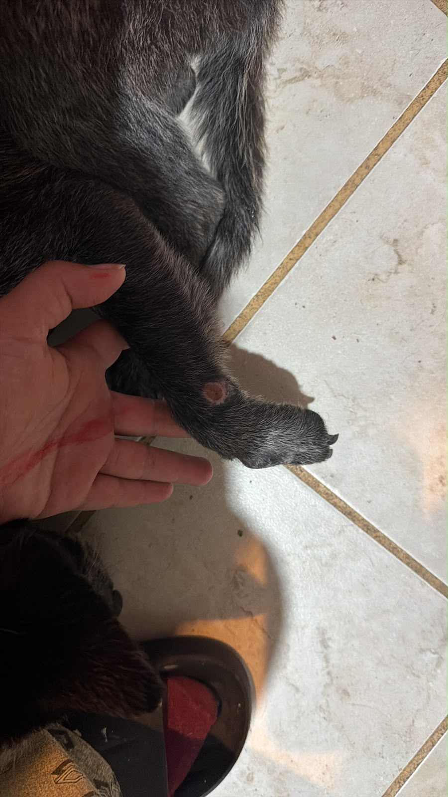 Patita de Koda durante sus cuidados