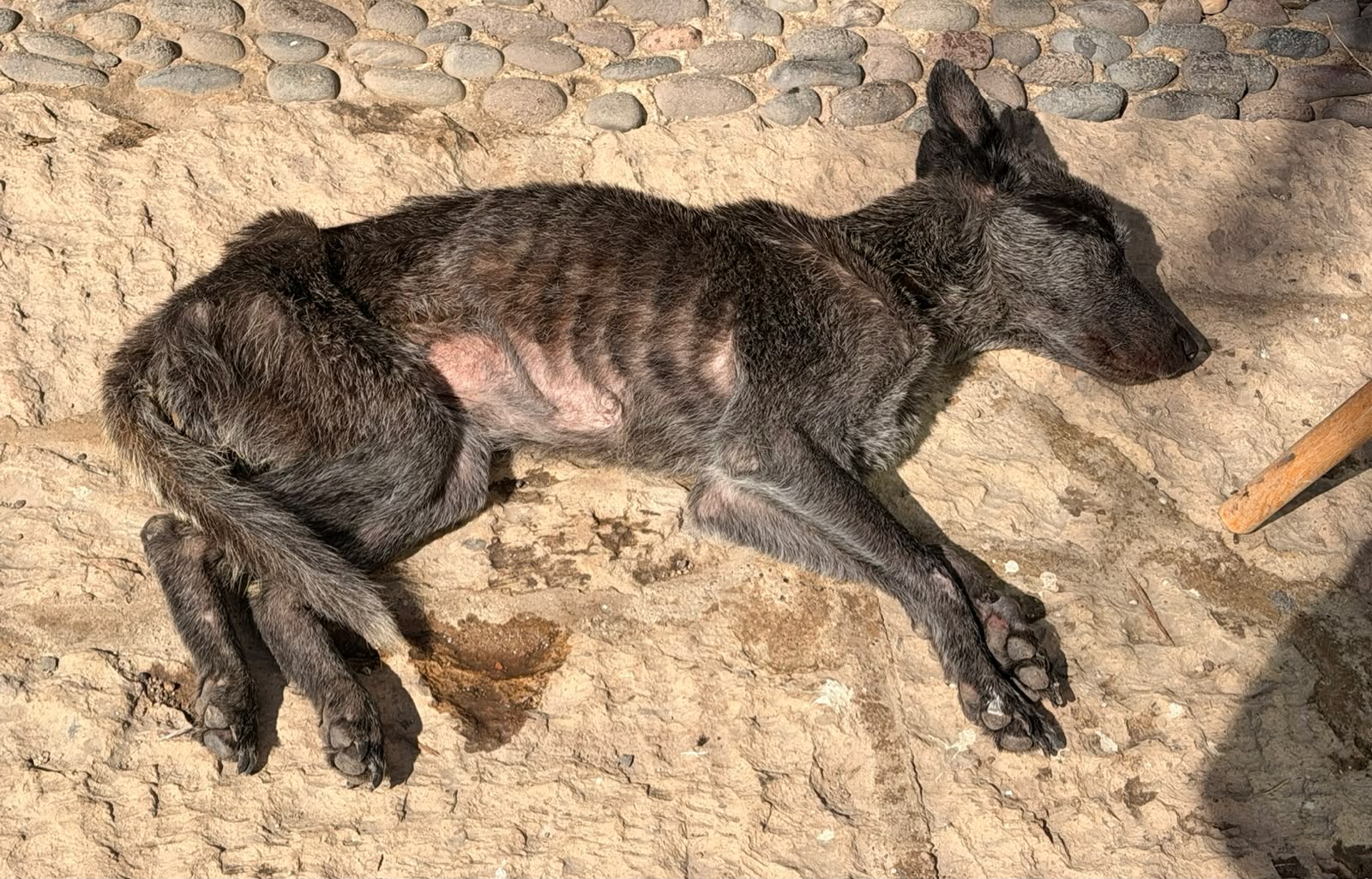 Koda descansando mientras enfrenta un delicado estado de salud