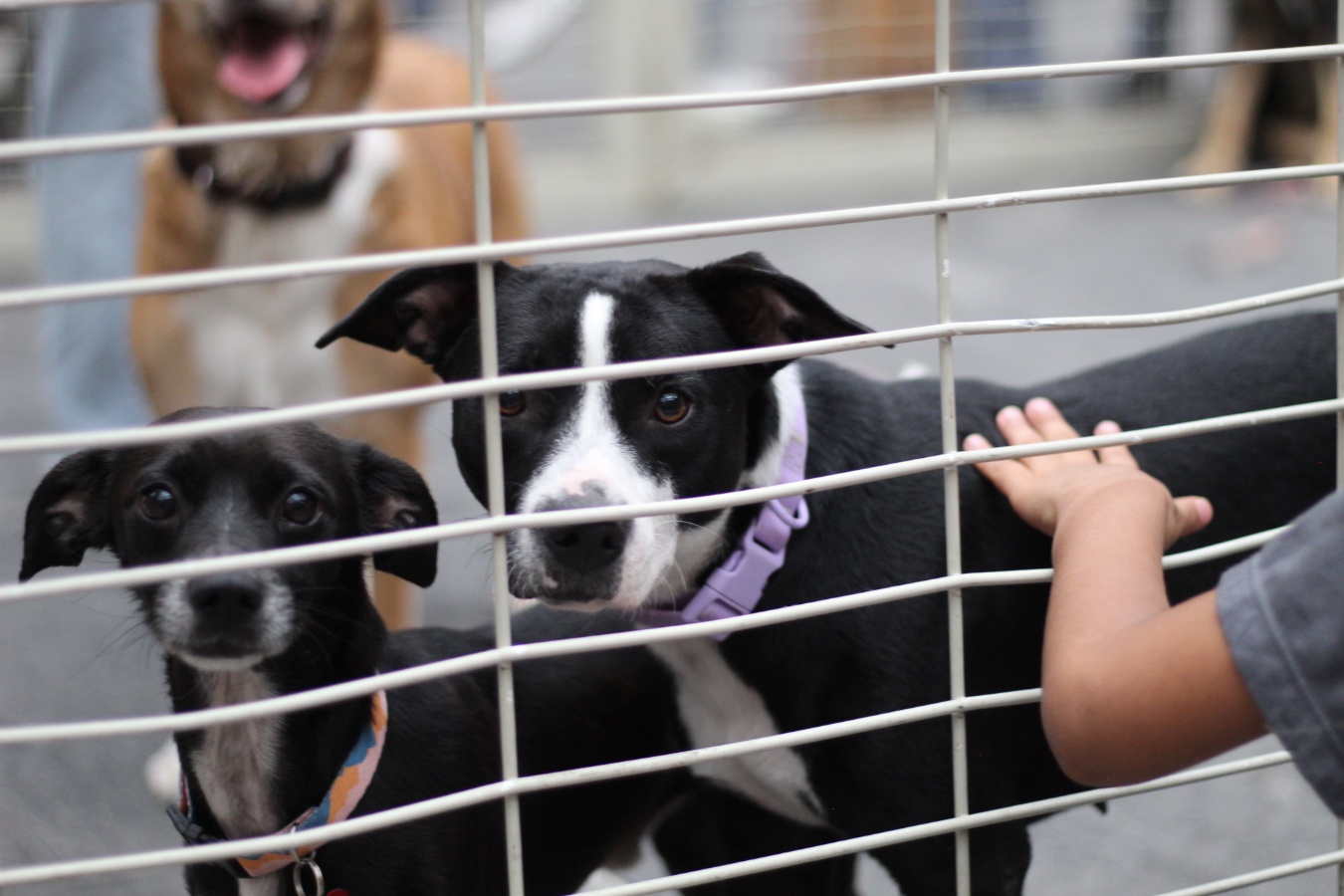 Tres perros de Instinto AC observando detrás de una reja mientras reciben cariño